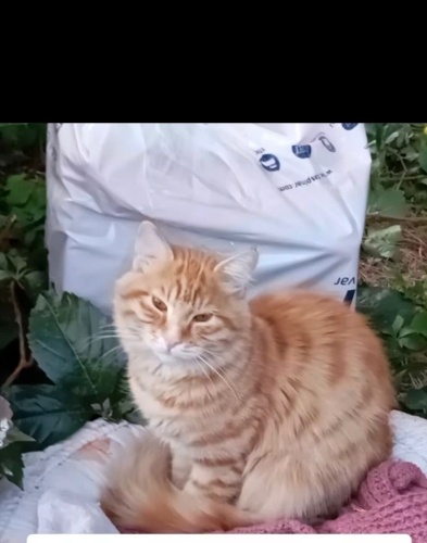 Çok perişan durumda (lütfen açıklamayı okuyunuz) fotoğraf