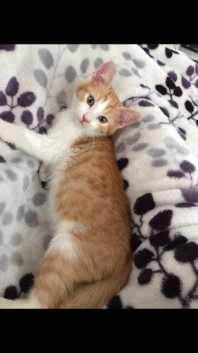 Ücretsiz sahiplendirme fotoğraf