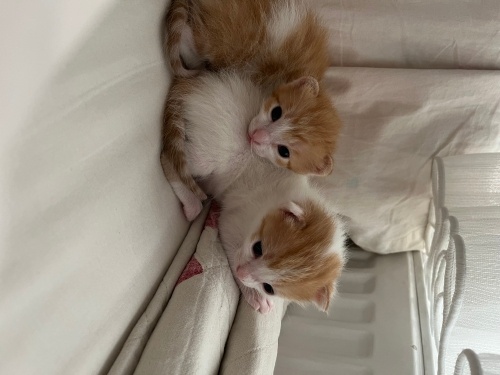 YAVRULARA ÖMÜRLÜK YUVA fotoğraf