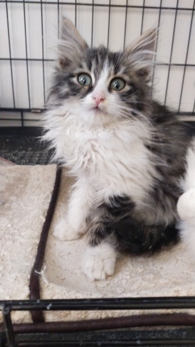 40 günlük erkek sahiplendirmek istiyoruz fotoğraf