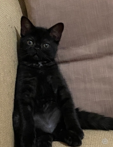 Britishimize Yeni yuvasını arıyoruz fotoğraf