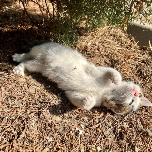 oreo bebek tek gözü az görüyor acil yuva fotoğraf
