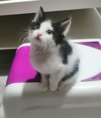 Minik kardeşler yuva arıyor fotoğraf