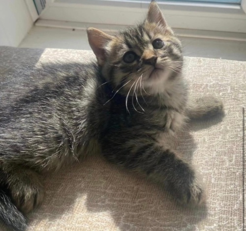 Akide şekerieri yuva arıyor fotoğraf