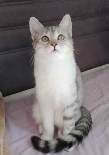 ÜÇ BEBEĞE ACİL YUVA ARIYORUZ!!! fotoğraf