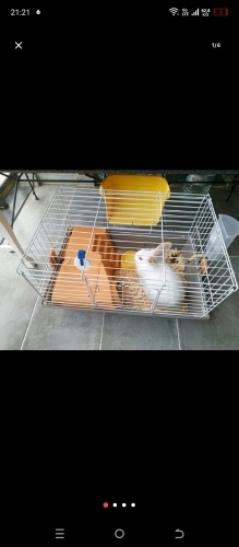 ücretsiz tavşanımız yuva arıyor tuvalet eğitimi vardır fotoğraf