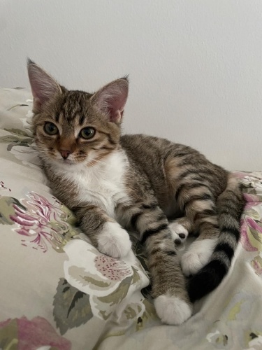 Küçük Tilki'mize Yuva Aranıyor fotoğraf