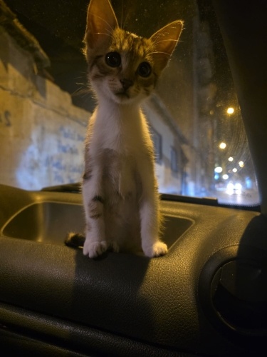 Acil yuva arıyorum! fotoğraf