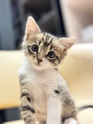 Üzüm yuvasını arıyor fotoğraf