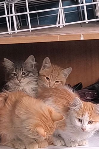 Birbirinden Tatlı 4 Yavrucak fotoğraf