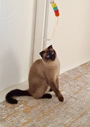 1,5 yaşında biri dişi diğeri erkek 2 kardeş, Siyam-Scottish melezi fotoğraf