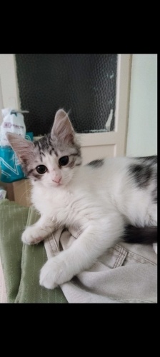 PONÇİK DÜNYA TATLISI BİRCAN YUVA fotoğraf