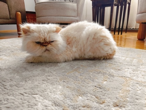 İran kedisi Sita fotoğraf