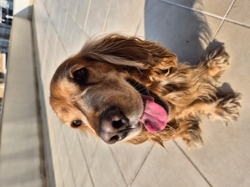 5 yaşındaki American Cocker Dostumuzu ücretsiz sahiplendiriyoruz fotoğraf