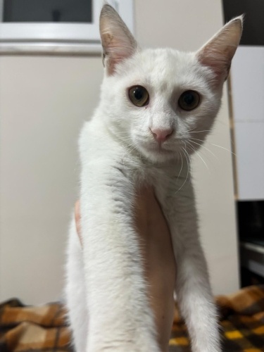 3 AYLIK BEYAZ YAVRUYA ÖMÜRLÜK YUVA fotoğraf