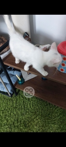 Panuk kalıcı yuva ariyor fotoğraf