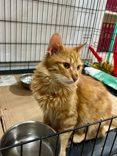 SEVGİ DOLU SARMAN 6-7 AYLIK KISIR ÇİPLİ KARNELİ fotoğraf