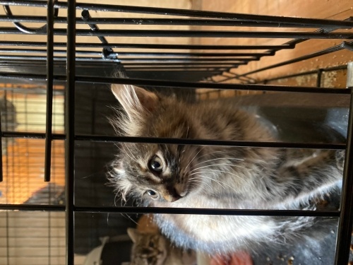 Minik Lili’ye yuva arıyoruz fotoğraf