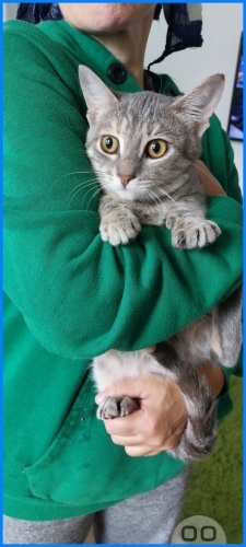 Prens kalıcı yuva ariyor fotoğraf