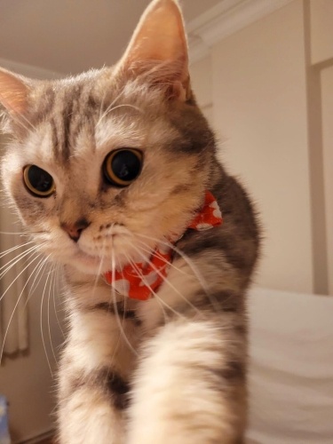 PRENSES SENYORA YUVASINI ARIYOR fotoğraf