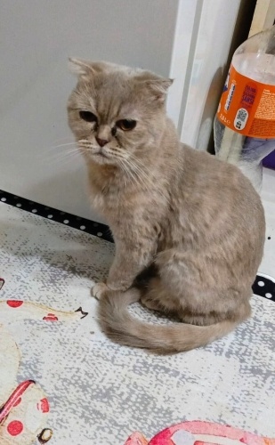 Evde tek kedi olması şartı ile fotoğraf