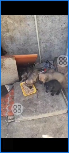 Yavru köpeklerimize acil yuva arıyor fotoğraf