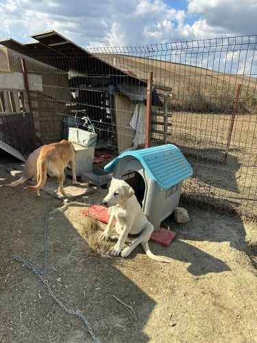 Yavru çoban köpeklerimiz acil yuva ariyoruz fotoğraf
