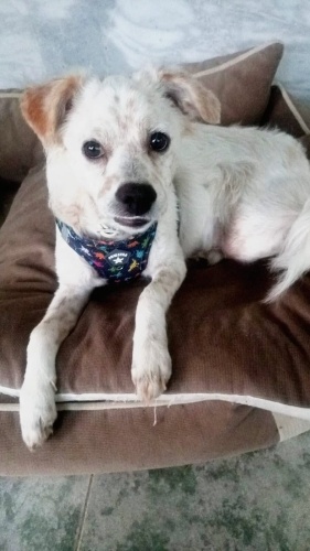 Ücretsiz, Aşılı Geçici yuvasından Maltese Terrier fotoğraf