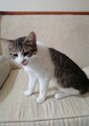 3 aylık limuzin kedi fotoğraf