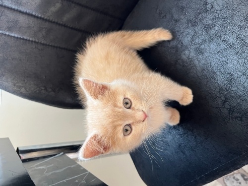 Pufi erkek tuvalet egitimi var fotoğraf