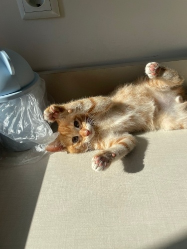 Çok oyuncu sevecen sokağa atılmasın fotoğraf