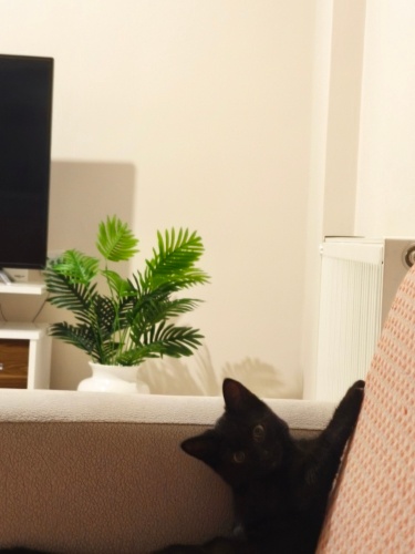 2 bebek kedi yuva arıyor fotoğraf