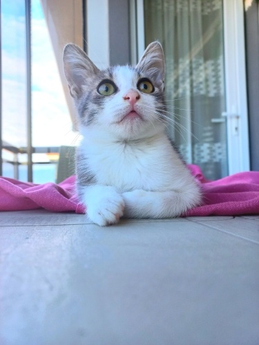 Çakıl Yuva Arıyor. Aşıları var. fotoğraf