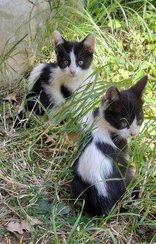 2 AYLIK 2 SMOKİN ERKEK YAVRU İÇİN ACİL YUVA !!! ( SORAN OLMADI ) fotoğraf