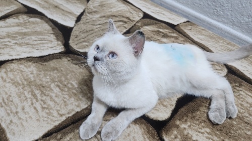 Dünya güzeli bu maviş gözlü prenses için yuva arıyoruz. fotoğraf