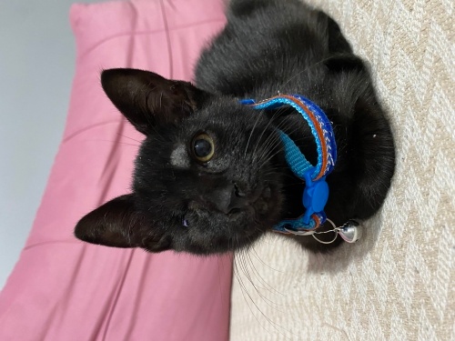 Tek gözlü prens 👑 fotoğraf