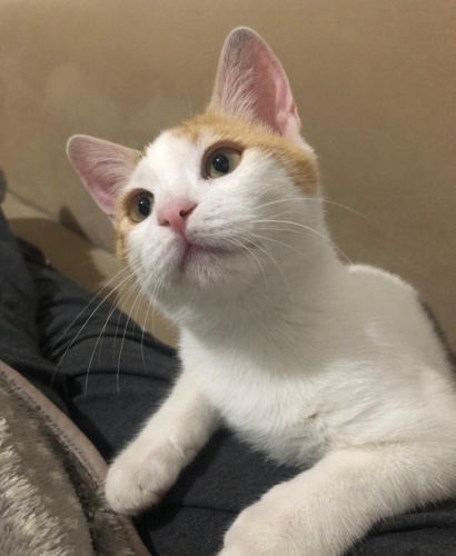 Acil yuva aranıyor fotoğraf