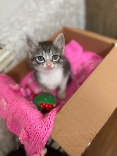 Oyuncu güzel yüzlü oğlumuz fotoğraf