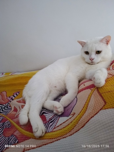 Ücretsiz british erkek kedi kısır değil. Acil yuva arıyorum fotoğraf