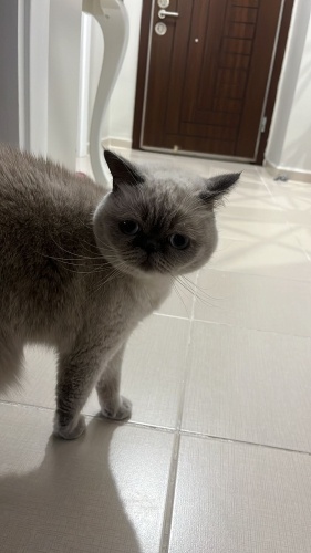 Gayet uysal, sevilmeyi seven, kendi halinde ve mutlu bir kedi. Ücretsizdir. fotoğraf