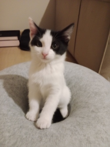 İZMİR ÇOK SICAKKANLI BEBİŞİMİZ VETERİNER KORUMASINDA fotoğraf