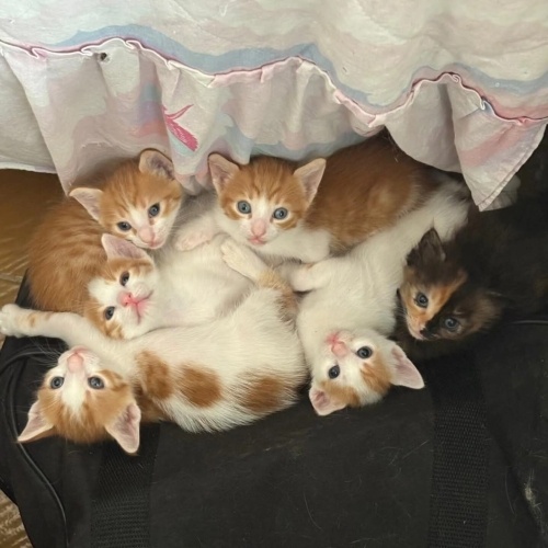 Sarı Şekerler yuva arıyor(4 dişi,2erkek) fotoğraf