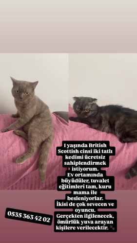 Sevecen kedilerime yuva arıyorum fotoğraf