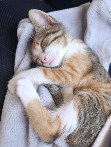 Yavru kedimize aile olucak sıcak bir ev arıyoruz fotoğraf