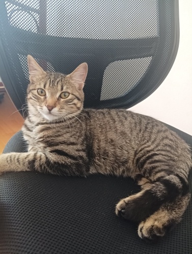 🐾 Sıcacık Yuva Arıyor – Dişi Tekir (Akhisar / Manisa) fotoğraf