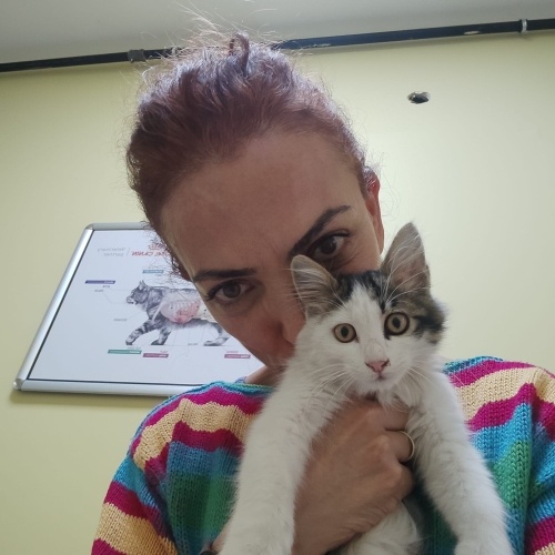 Evdeki kedinizle ilgilenemiyor musunuz, canı mı sıkılıyor, çözümü bu enerji topu fotoğraf