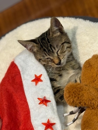 yuva olur musunuz miniğimize fotoğraf