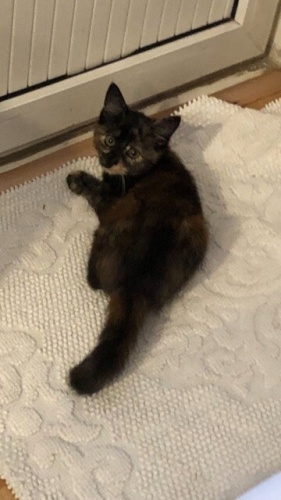 2.5 AYLIĞIM BENİ İTFAİYE KURTARDI SIKIŞMIŞTIM BİR DUVARDA ŞİMDİ YUVAMI ARIYORUM fotoğraf