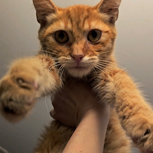 6 Aylık Uysal İkinci Kedi İçin Uygun🧡 fotoğraf