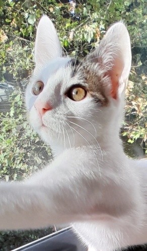 3 aylık Fındık ailesini arıyor. fotoğraf